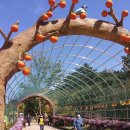 단감테마공원 이미지