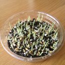 새싹마트 이미지