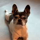 연희재 애견펜션 이미지