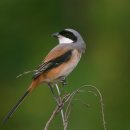 긴꼬리때까치 [Long-tailed shrike (Lanius schach)] 이미지