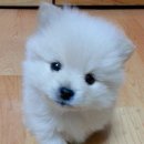 뽀시래기 이미지