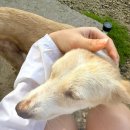 조치필리 | 세부 보홀 발리카삭 나팔링 투어 로컬페이지 거북이 수영 코스 추천