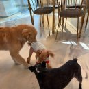 한스애견 이미지