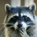 베베클리너 이미지