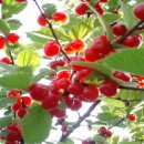 앵두나무우물가에 이미지