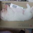 럭셔리몽