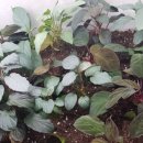 비바리움매니아 이미지