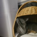 고양이 숨숨집 침대 하우스 강아지 소파 추천 라라탄 바스켓 고양이집 후기