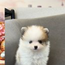 뭉치켄넬 | 여주 강아지보호소 입양 준비~ 에서 쉽게 해결하기