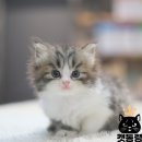 캣통령 잠실점 이미지