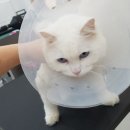 개멋지냥 이미지