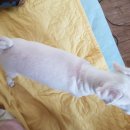 몽실하개 이미지