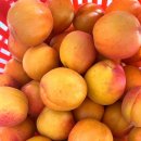 김상은농장 이미지