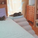 강아지랑고양이 | 강아지 계단 추천, 뽀몽 고양이 후기