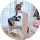 스테이칸 | 고양이캣타워 - 7kg 대 초경량 파미야 무브스테이 미니캣타워 실사용 후기