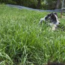 약산흑염소 이미지