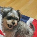 별이와콩이 | 강아지 콩이 미니미 탄생 ✨ 당근마켓, 당근 AI 사진관 무료 후기