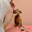 보람애견미용 | 송파 문정 애견미용 벤그루밍 강아지 셀프 가위컷 위생미용 원데이클래스 후기