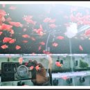 로얄수족관(이마트 월배점) 이미지