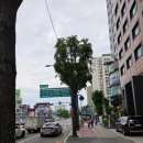 [내돈내산] 삼전역 오마카세 '스시 미타' 솔직후기. Feat. 디너 5만원으로 즐기는 잠실의 축복.
