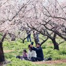 매실향기 이미지