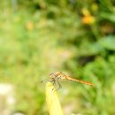 건들내민박 이미지