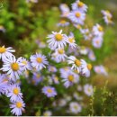 도담삼봉안내소 이미지