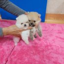 하빈애견농장 이미지