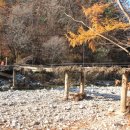 상판소나무숲 이미지