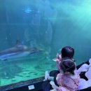 [제주 아쿠아플라넷 후기] 쌍둥이 자매와 함께한 실내 나들이 추천!