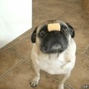 트윙클 펫샵 이미지