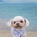 펫 아지트 이미지