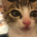 영생미용실 | 정신사나운것도 사나운거다 (모로칸오일, 딥티크 오로즈, 다이소 추천템)