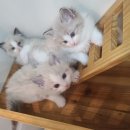 고양이전문점 허니캣 이미지