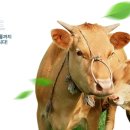 경북한우축산조합 이미지