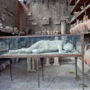 폼페이(Pompeii) 주검 캐스팅(Casts of Victims) 이미지