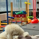 나랑애견유치원 이미지