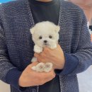 몽냥몽냥 강아지분양 일산점 이미지