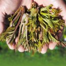 토주메기탕 이미지