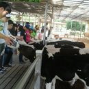 성심목장 이미지