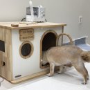 펫스파 | 반려견 맞춤 마사지 추천, 하남 애견힐링스파 리듬펫헬스케어 후기