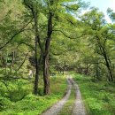 산솔면-19(수라리재 정상) | 운탄고도 3길 영월 모운동-망경대산-수라삼거리-석항삼거리-예미역 여행기록