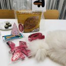 yam pet | 포메라니안 강아지 첫 생일파티 후기(아이디어스 강아지 수제간식/ 클러스터라운드 CRR 강아지 하네스 )