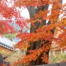 장흥군 보림사 Daum카페