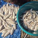 푸른소리오션 이미지