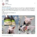 개거품그루밍 | 고양이 벳크로스 메디햄프 CBD오일 급여 / 급여 후기