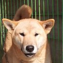 정우켄넬 이미지