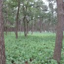 사천송림 이미지