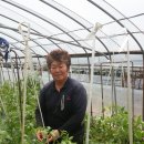 대저토마토산지유통센터 이미지