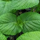 깻잎농원 이미지